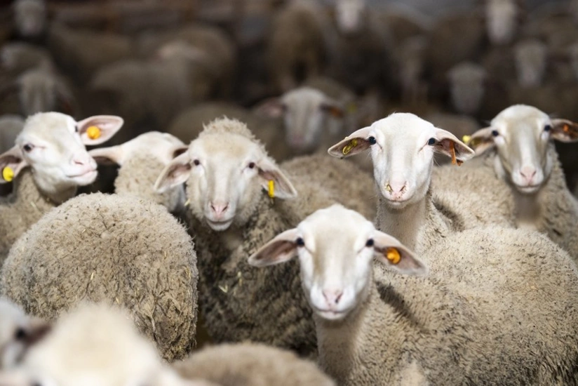 Nazirlik: Heyvanların aşağı çəkidə kəsilməsi ət istehsalına mənfi təsir göstərir