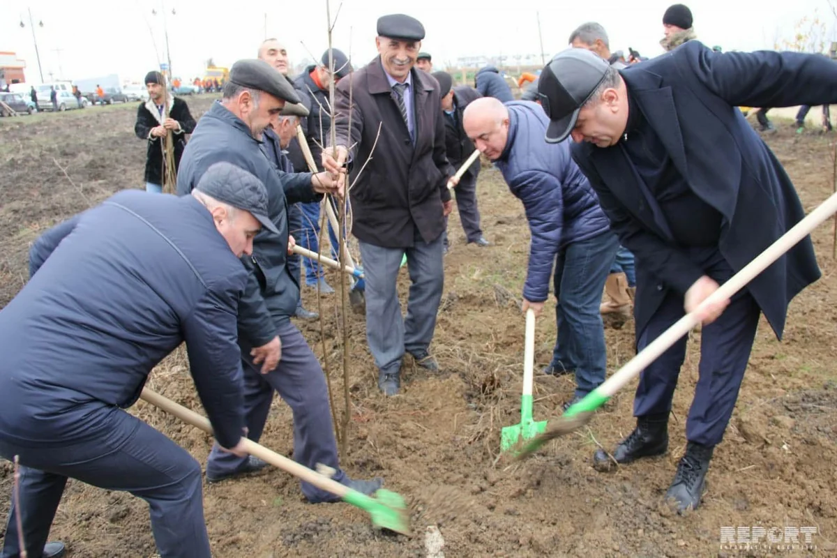 Cəlilabadda 5 mindən artıq ağac əkilib - FOTO