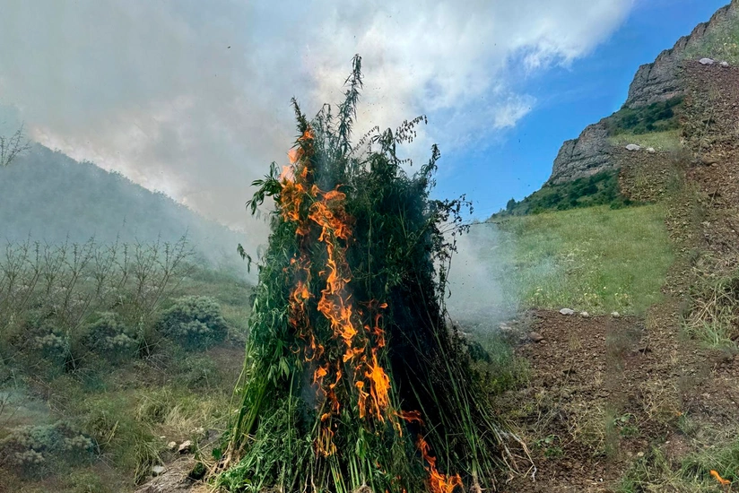 Daşaltıda bir tondan artıq çətənə bitkisi məhv edilib
