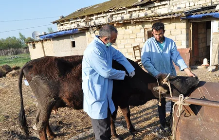 Xocalılara məxsus heyvanlar arasında profilaktiki peyvəndləmə tədbirləri aparılır