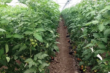 SKMF bir qrup sahibkara 516 min manat güzəştli kredit verib