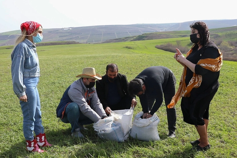 Şamaxıda ilk dəfə çörəkotu əkininə başlanılıb