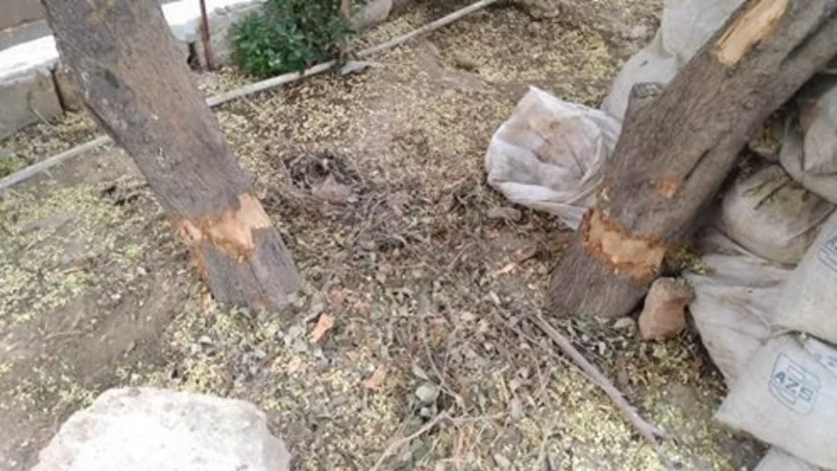 Bakıda ağacın dibinə yandırıcı maddə tökən şəxs cərimələnib
