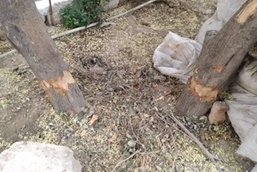 Bakıda ağacın dibinə yandırıcı maddə tökən şəxs cərimələnib
