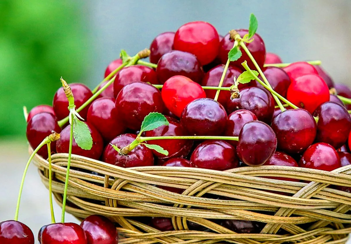 Azərbaycan daha bir ölkədən albalı və gilas tədarük etməyə başlayıb