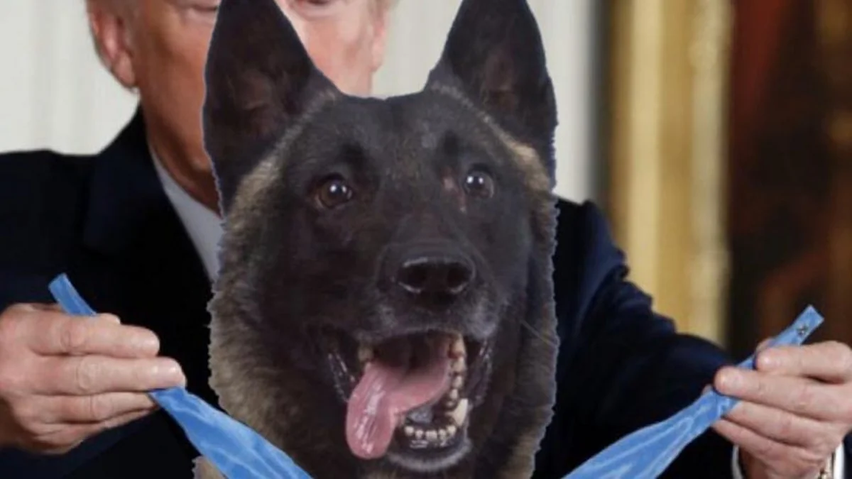 Tramp əl-Bağdadinin öldürülməsində iştirak etmiş iti mükafatlandırıb