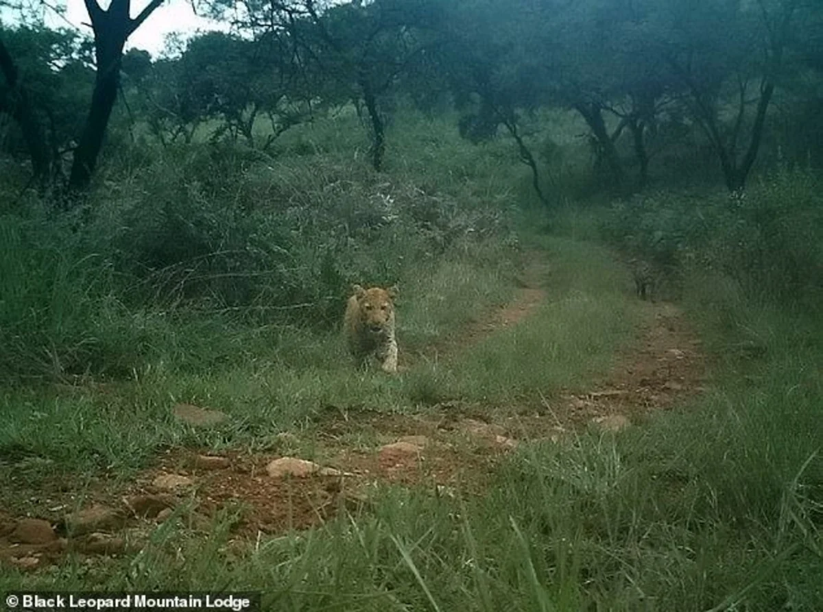 Dünyanın ən nadir çəhrayı bəbiri müşahidə kamerasına düşüb - FOTO
