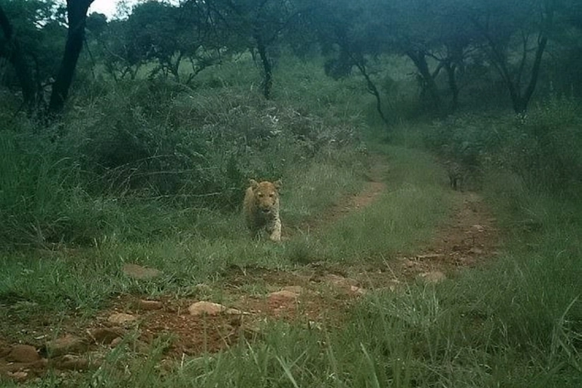 Редкого розового леопарда засняли на скрытую камеру - ФОТО