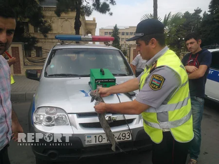 İki saata 30 sürücü cərimələnib
