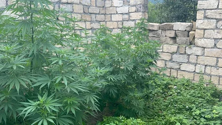 У жителя Габалы изъяли кусты конопли