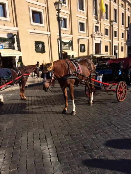 Ruhlar şəhərindən Əbədi şəhərədək... - REPORTAJ