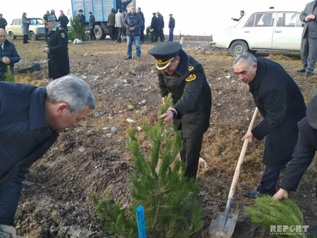 Bərdədə ağacəkmə aksiyası keçirilib - FOTO