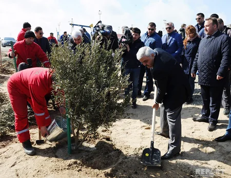 SOCAR növbəti genişmiqyaslı ağacəkmə kampaniyasına start verib - FOTOREPORTAJ