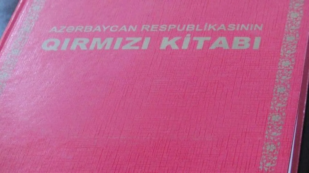 Bəzi heyvanların adları “Qırmızı kitab”dan çıxarılacaq