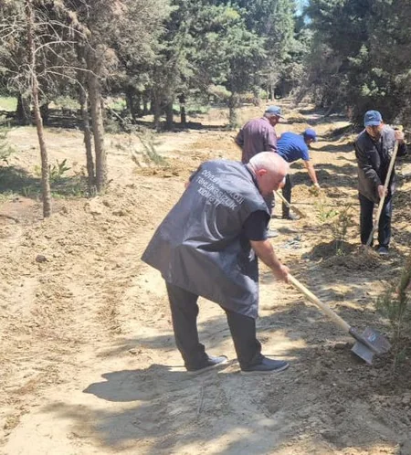 Abşeronda 64 ağacın məhv edildiyi yaşıllıq sahəsi bərpa olunub