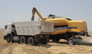 Muğan bölgəsində buğda biçini başlayıb 