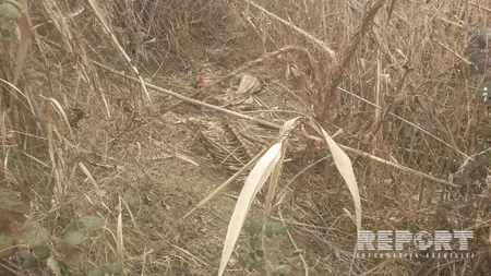 Xaçmaz kanalında çoxlu sayda kəsilmiş at başı aşkar olunub - FOTO