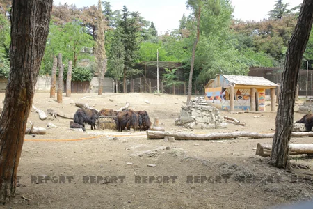Tbilisi zooparkının sevimli və nəcib sakinləri - Azərbaycanın hədiyyəsi - VİDEOREPORTAJ