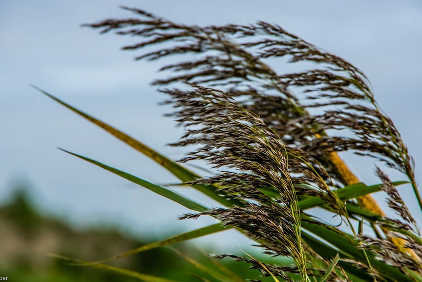 Küləkli hava davam edəcək, dağlıq ərazilərdə qar yağacaq - XƏBƏRDARLIQ