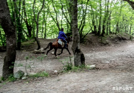 Bakıya ən yaxın böyük meşədən... - REPORTAJ