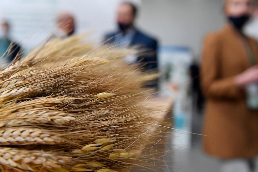 Россия снизила экспорт пшеницы на 30,9%