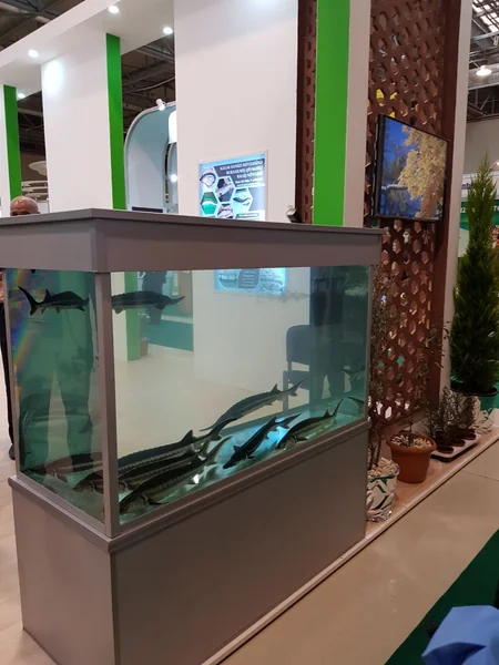 “Caspian Ecology” 2017 sərgisində ETSN-in stendləri nümayiş etdirilir