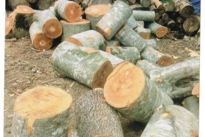 Qubada qanunsuz şəkildə kəsilən meşə materialı aşkarlanıb