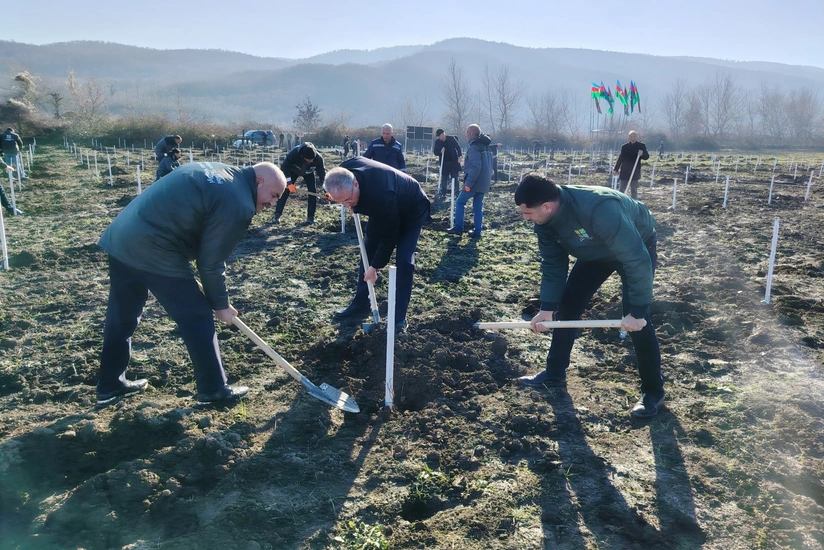 Bu gün meşə fondu torpaqlarında 35 mindən çox ağac əkilib