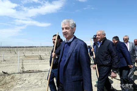 YAP Bakıda ağacəkmə aksiyası keçirib