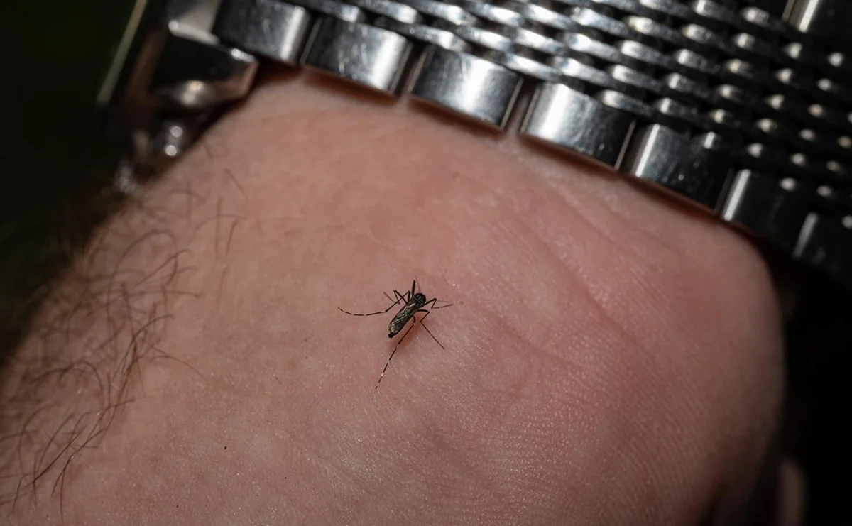 UK cases of mosquito-borne virus more than double