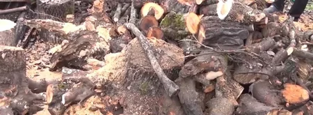 Qusarın Xurel kəndinin qaz problemi: meyvə ağacları oduncağa çevrilib