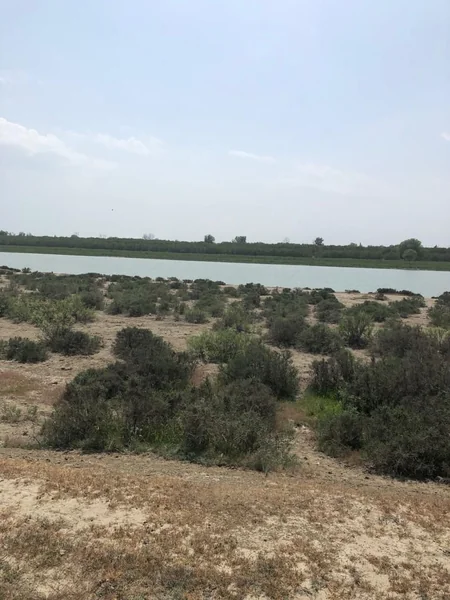 Alimlər: Neftçalada dənizkənarı ərazilər səhralaşa bilər