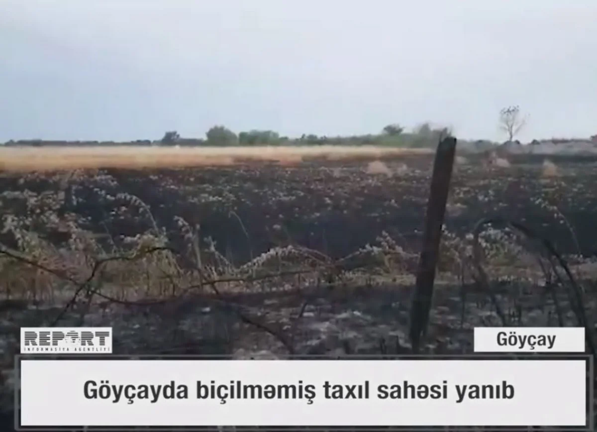 Göyçayda biçilməmiş taxıl sahəsi yanıb - VİDEO - YENİLƏNİB