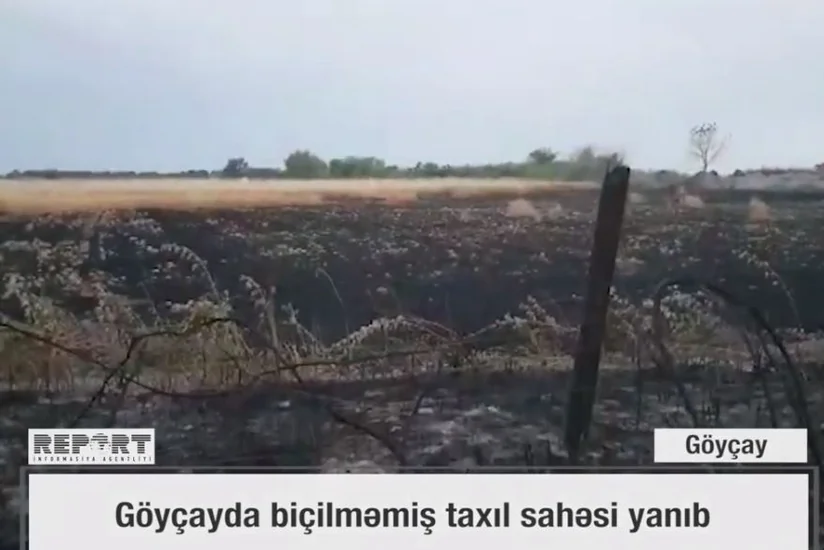 Göyçayda biçilməmiş taxıl sahəsi yanıb - VİDEO - YENİLƏNİB