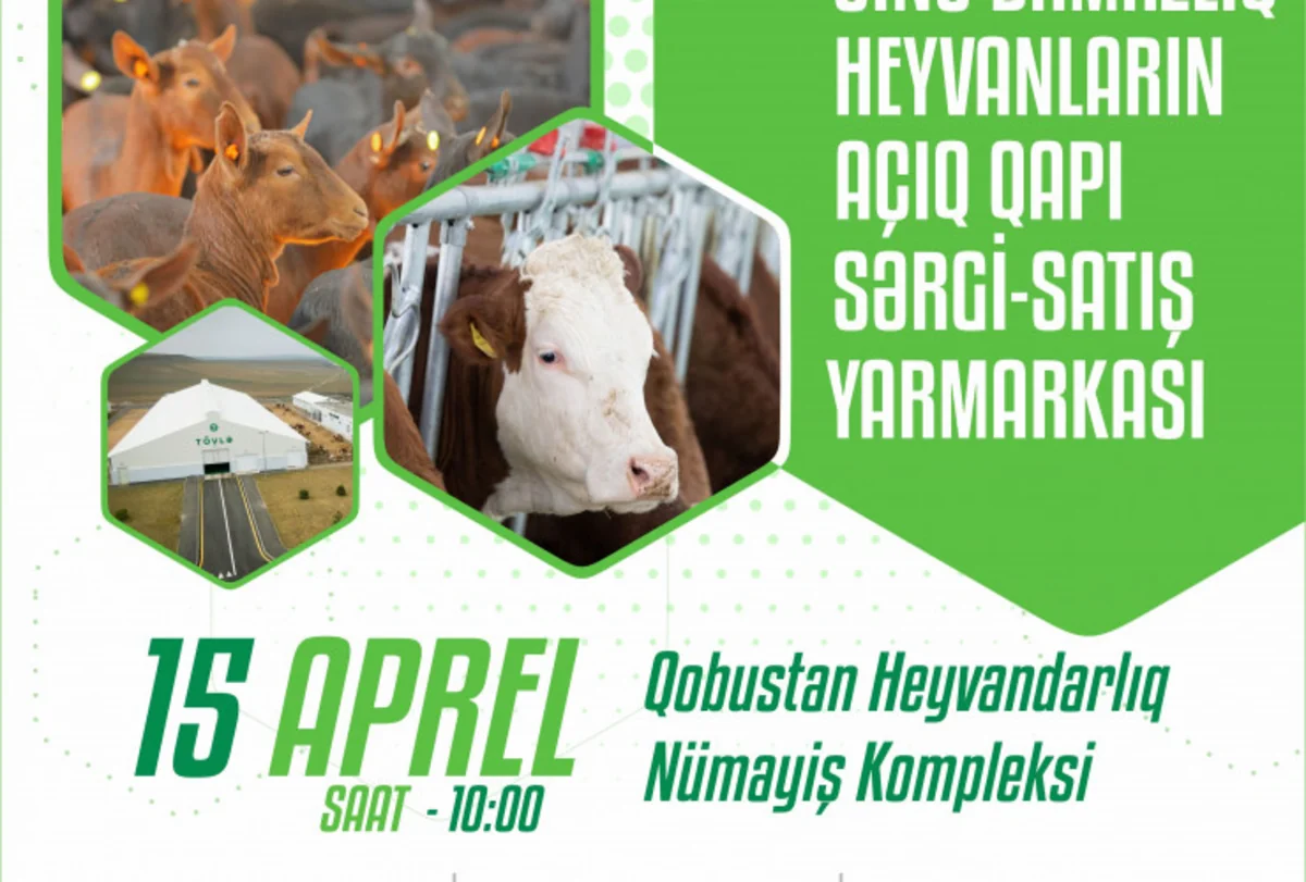 Sabah Qobustanda inək və keçilərin güzəştli satışı başlayır