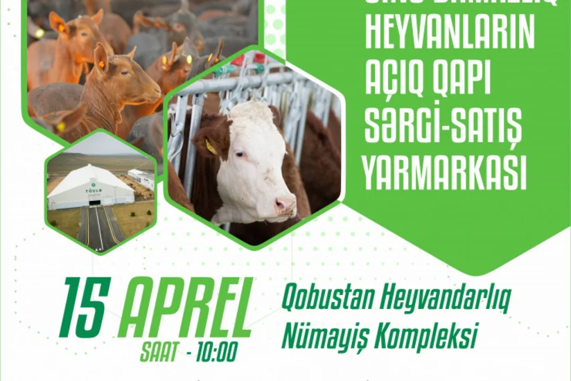 Sabah Qobustanda inək və keçilərin güzəştli satışı başlayır