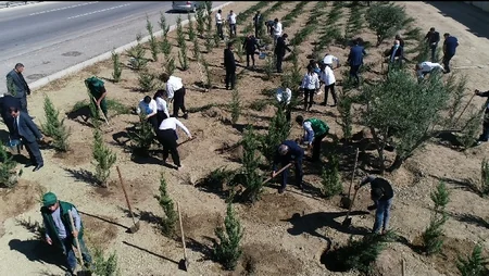 Bakıda Anım Gününə həsr edilən ağacəkmə aksiyası keçirilib