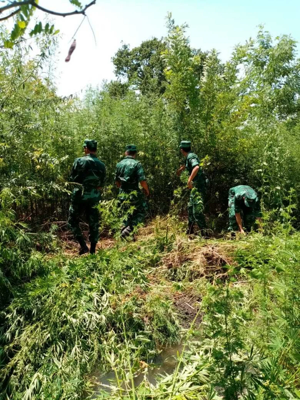 State Customs Service prevents smuggle of narcotic substances from Iran to Azerbaijan - PHOTO