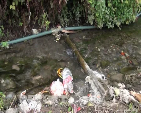 ​Ağstafada ev quşları arasında xəstəlik yayılıb - FOTO