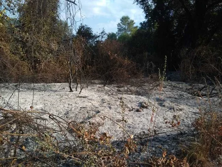 Qaxda meşə zolağında baş verən yanğın söndürülüb - YENİLƏNİB