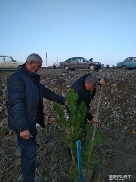 Bərdədə ağacəkmə aksiyası keçirilib - FOTO