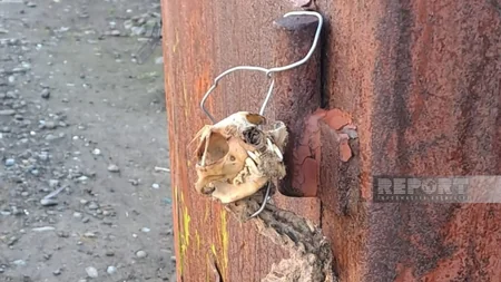 Tərtərdə tapılan naməlum heyvan skeletinə baxış keçirilib - YENİLƏNİB