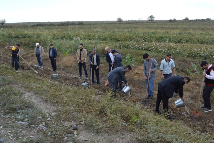 Biləsuvarda 9 minə yaxın ağac əkilib 