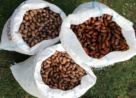 Son bir həftədə meşə fondu torpaqlarında 100 mindən çox ağac əkilib