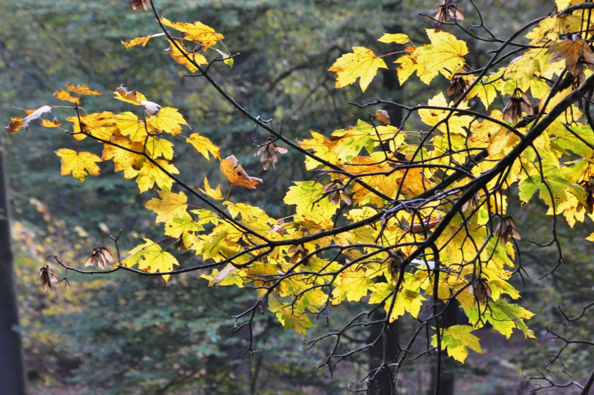 Azərbaycanda sabaha olan hava proqnozu açıqlanıb