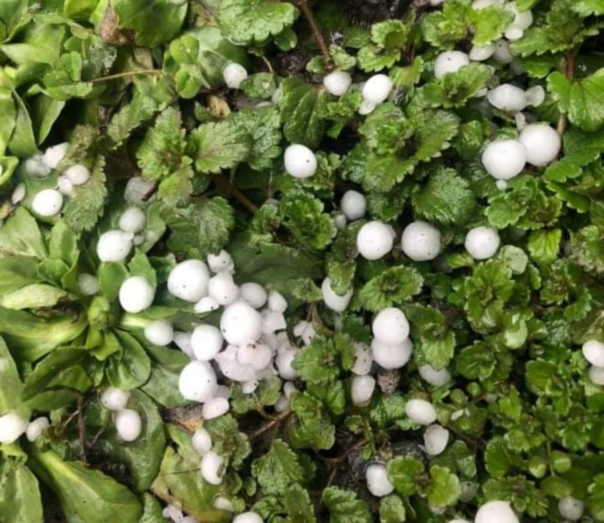 Qaxa güclü dolu yağıb - FOTO