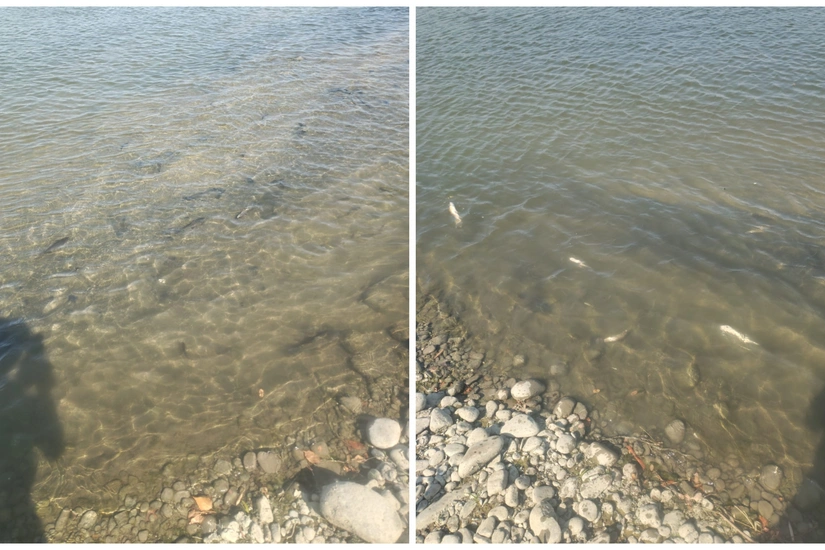 В Куре выявлен факт массовой гибели рыб, ведется расследование