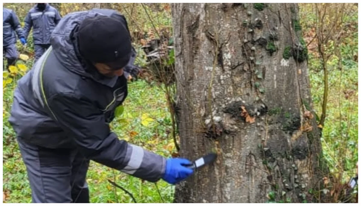 Frost destroys pests on trees in Azerbaijan