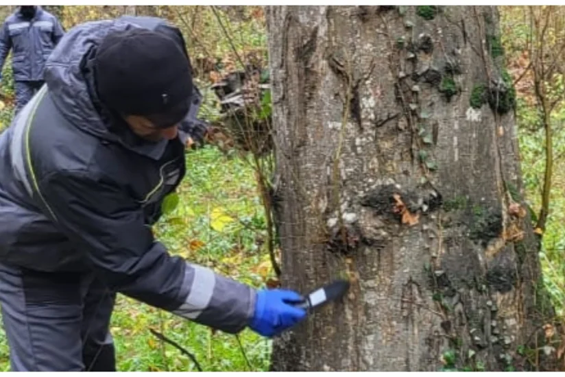Frost destroys pests on trees in Azerbaijan