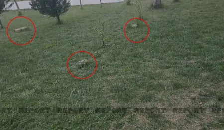 Bakıda parkda ağaclar niyə kəsilib? - AÇIQLAMA
